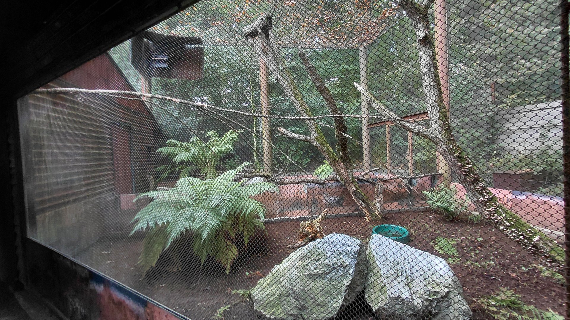 Little owl + kiwi exhibit