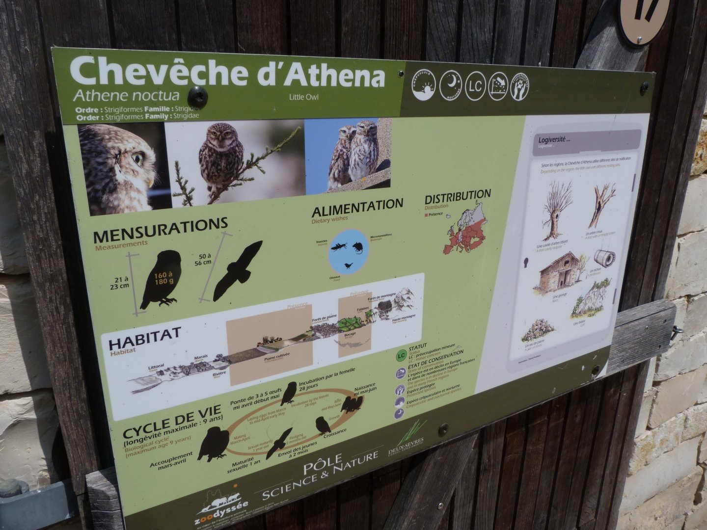 Little owl sign -Zoodyssée (2025)