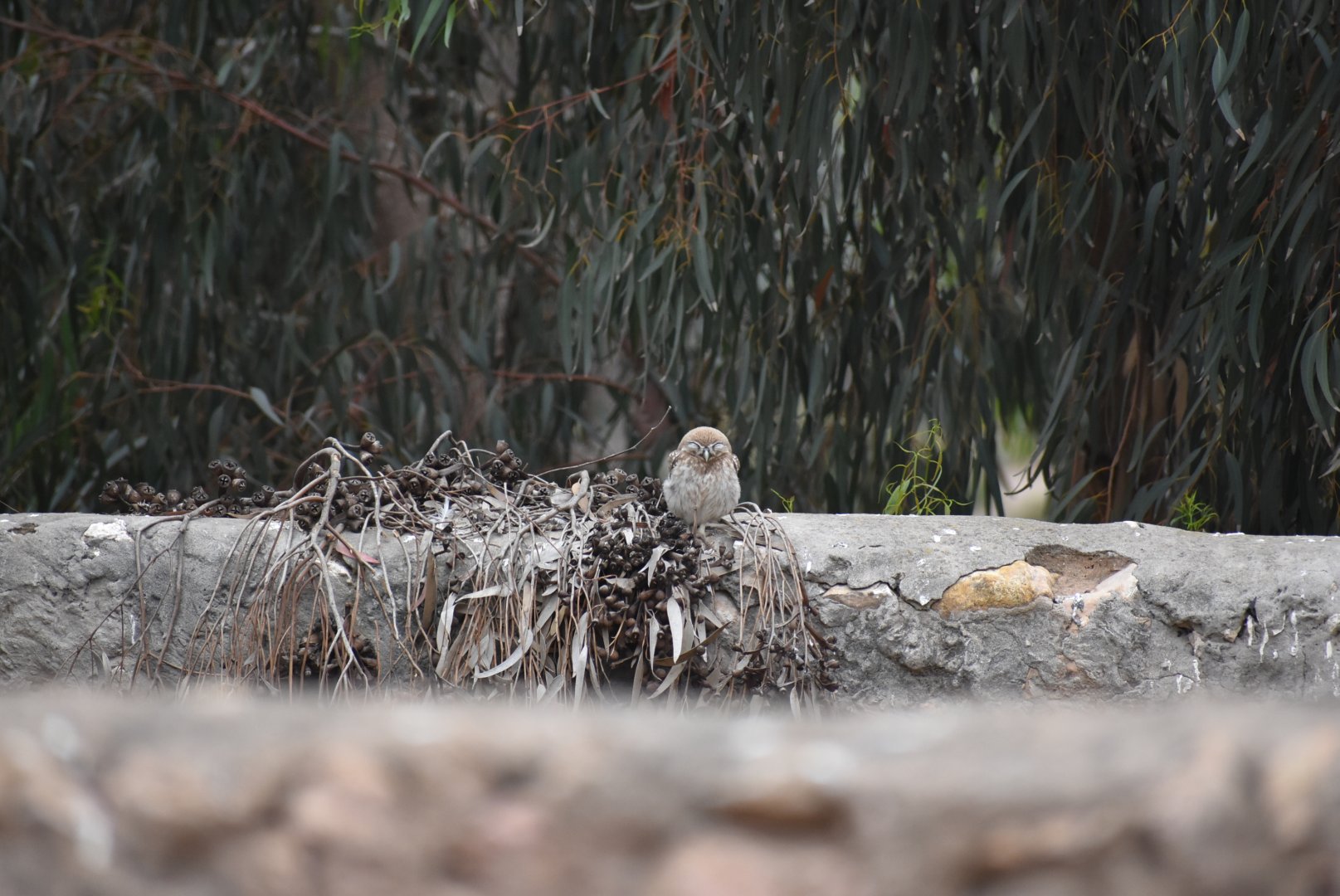 Little owl - (Souss-Massa National Park, Morocco)
