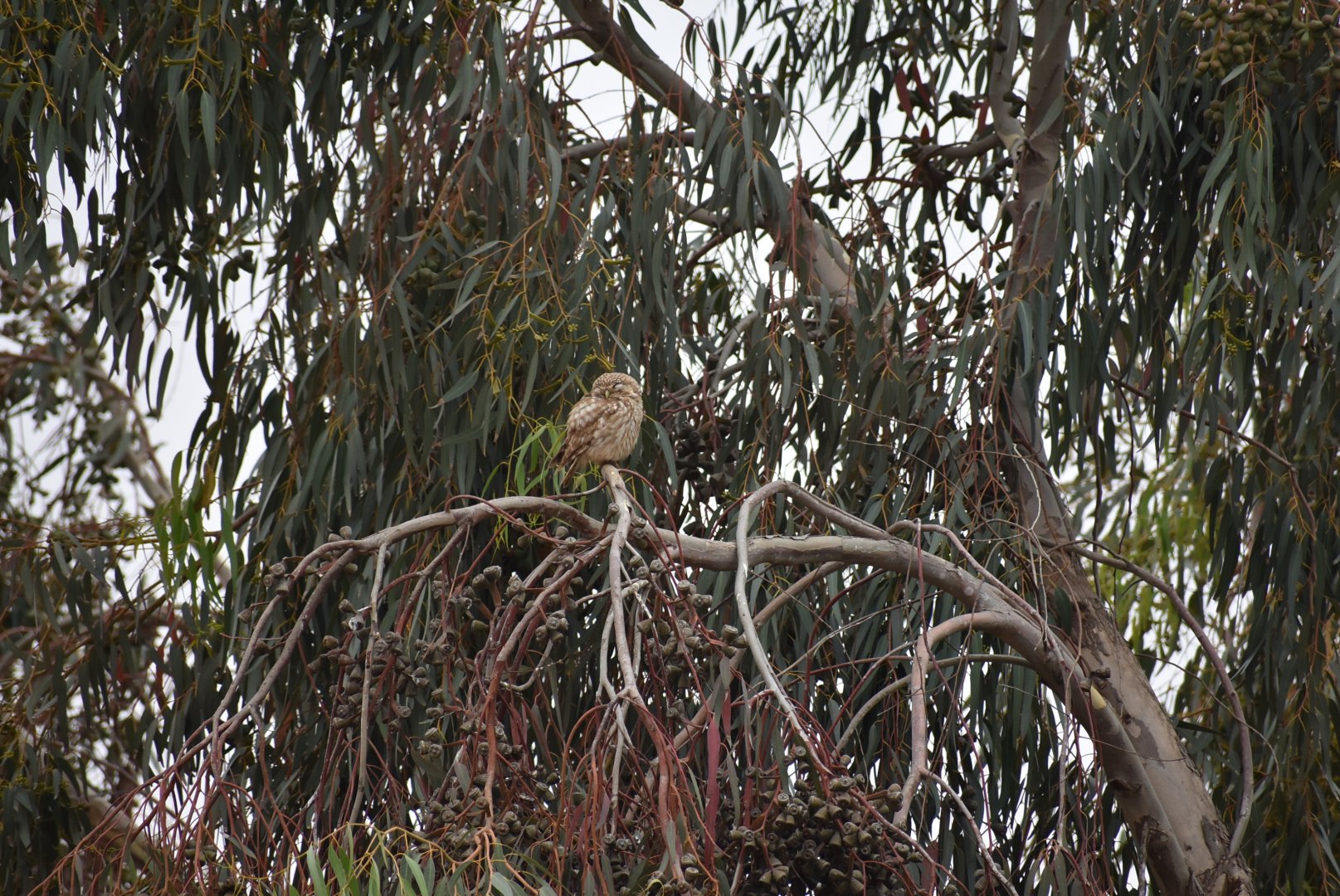 Little owl - (Souss-Massa National Park, Morocco)