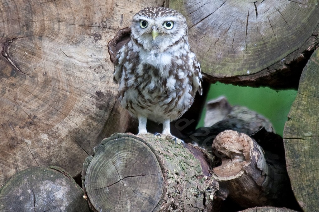 Little Owl