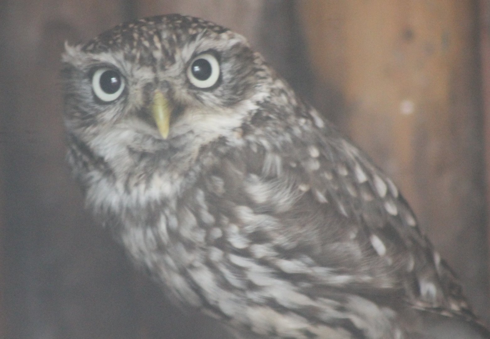 Little owl
