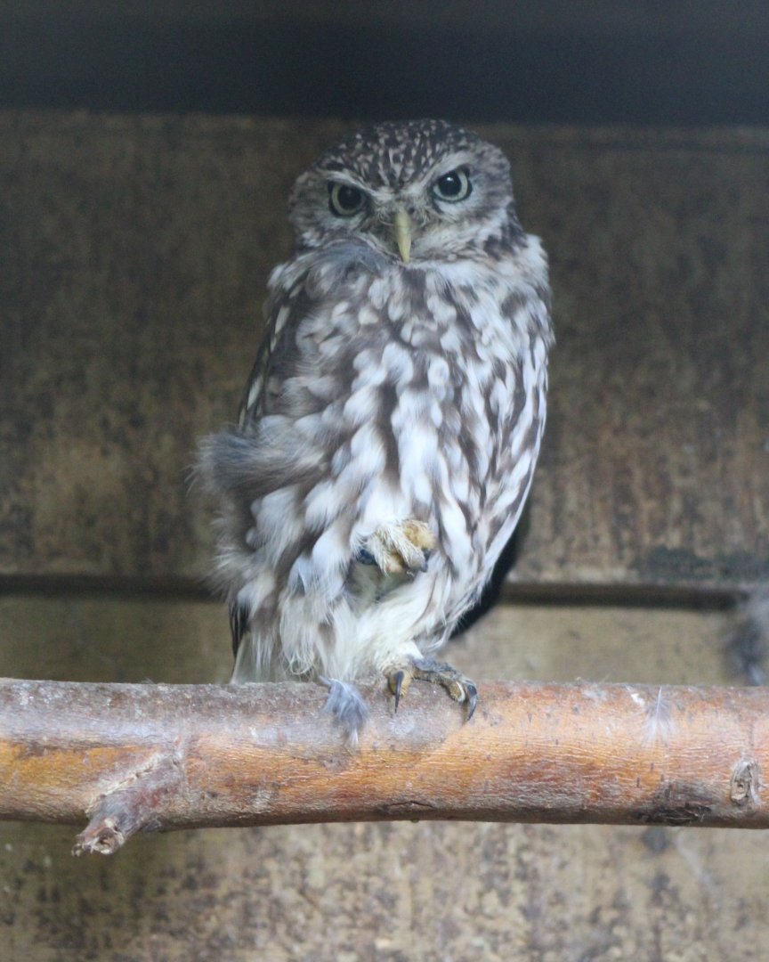 Little owl