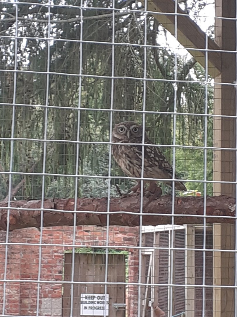 Little owl