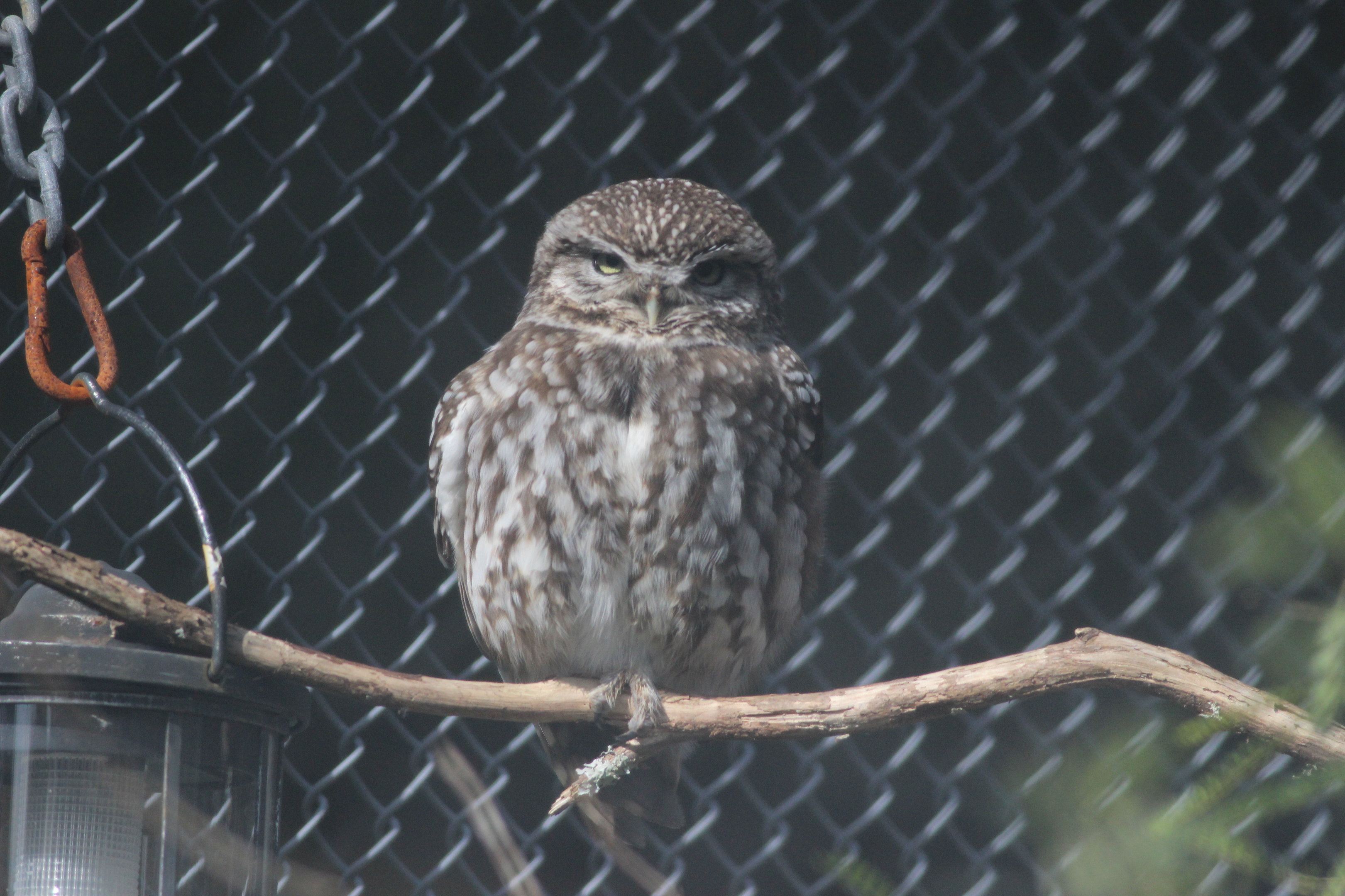 Little Owl