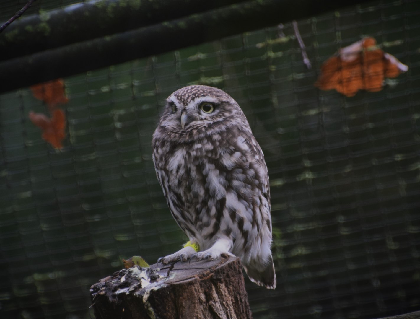 Little owl