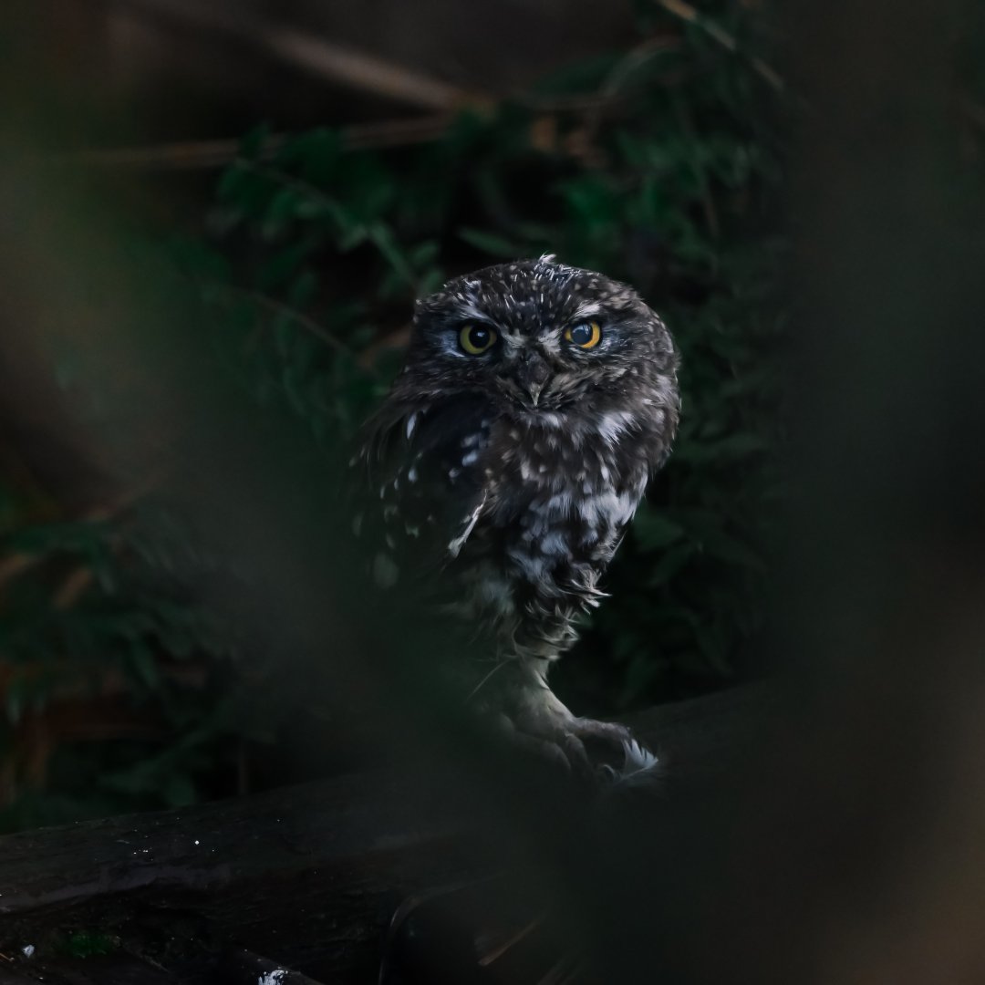 Little owl