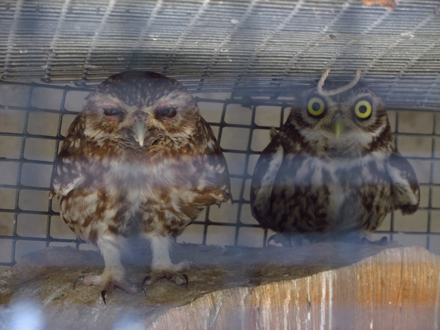Little owls