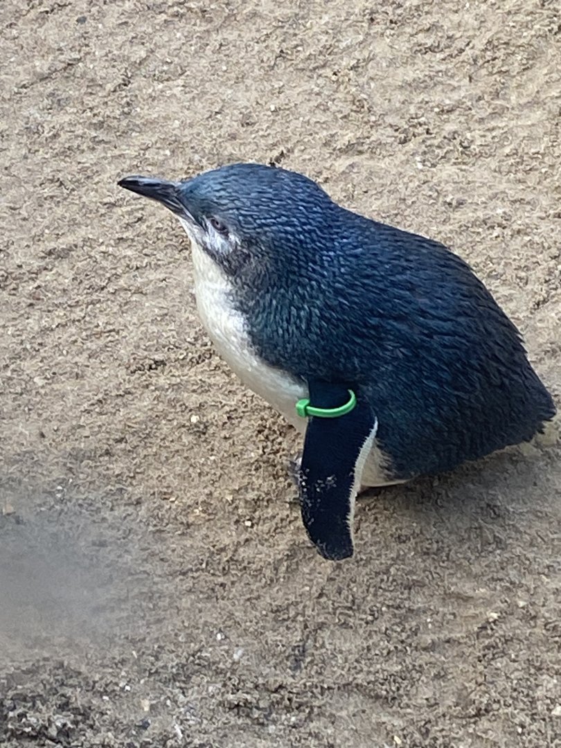 Little penguin 060125