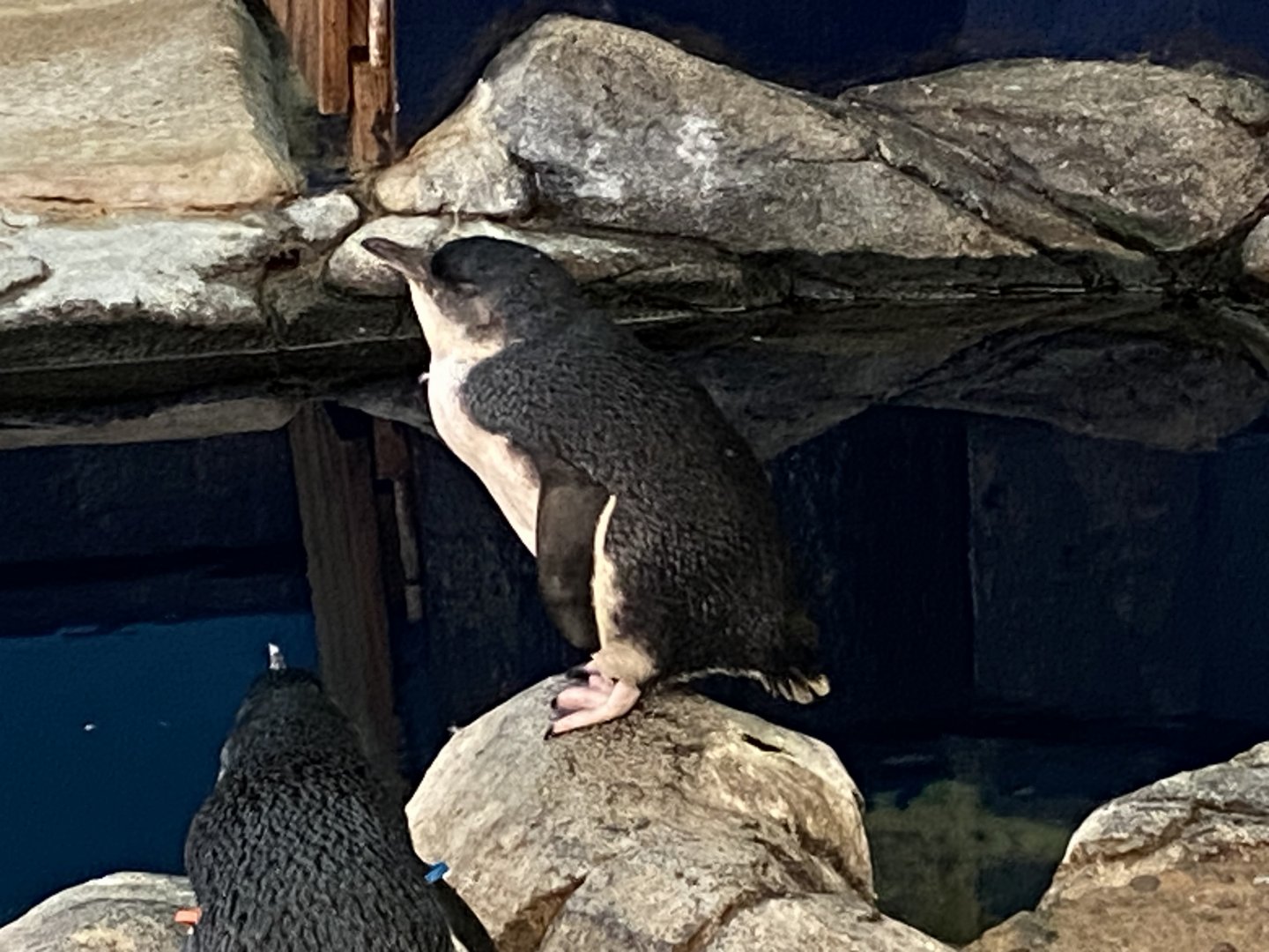 Little penguin 060125