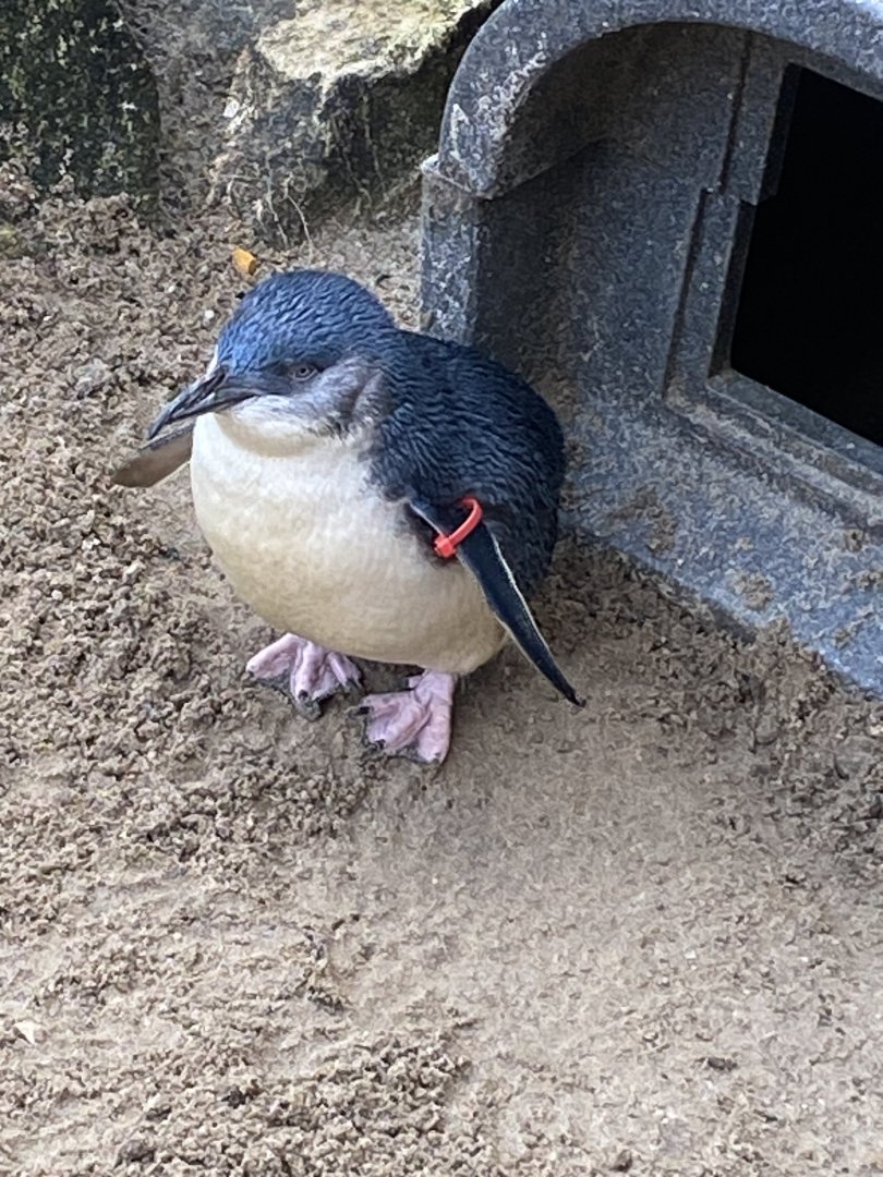 Little penguin 060125