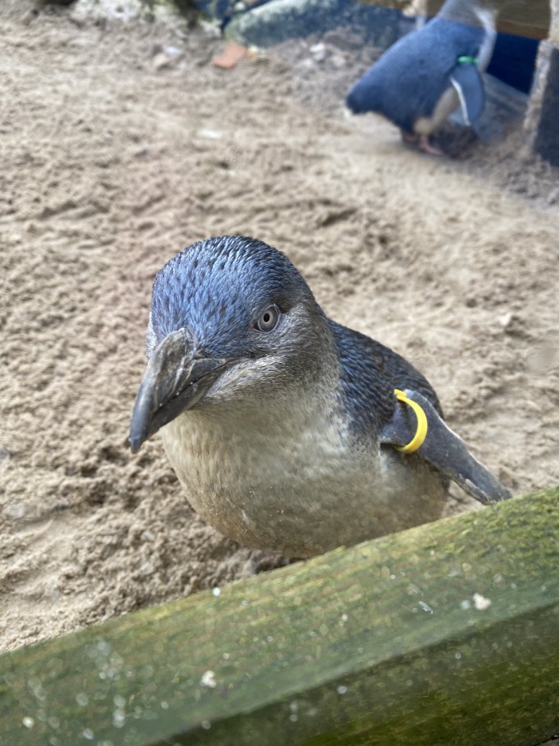 Little penguin 060125