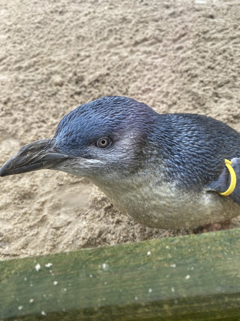 Little penguin 060125