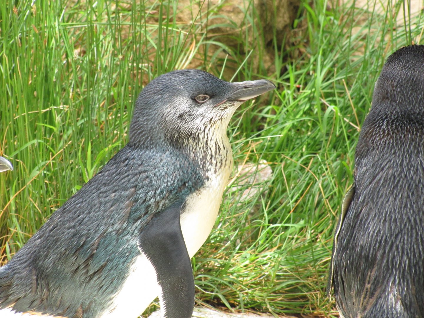 Little Penguin (2011)