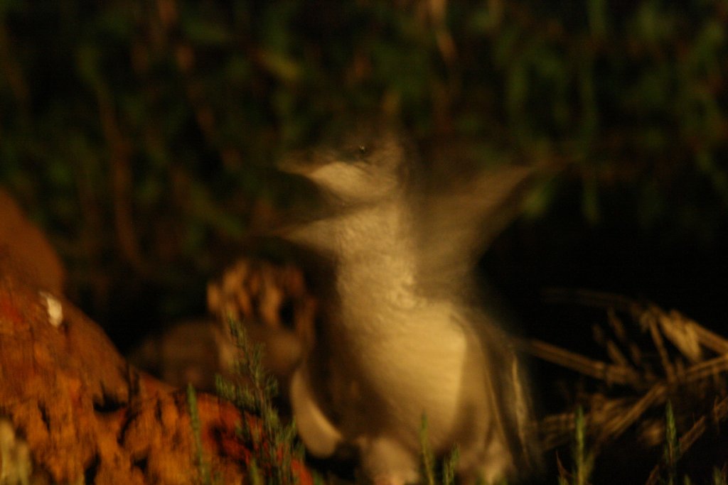 Little Penguin (aka Fairy or Blue penguin)