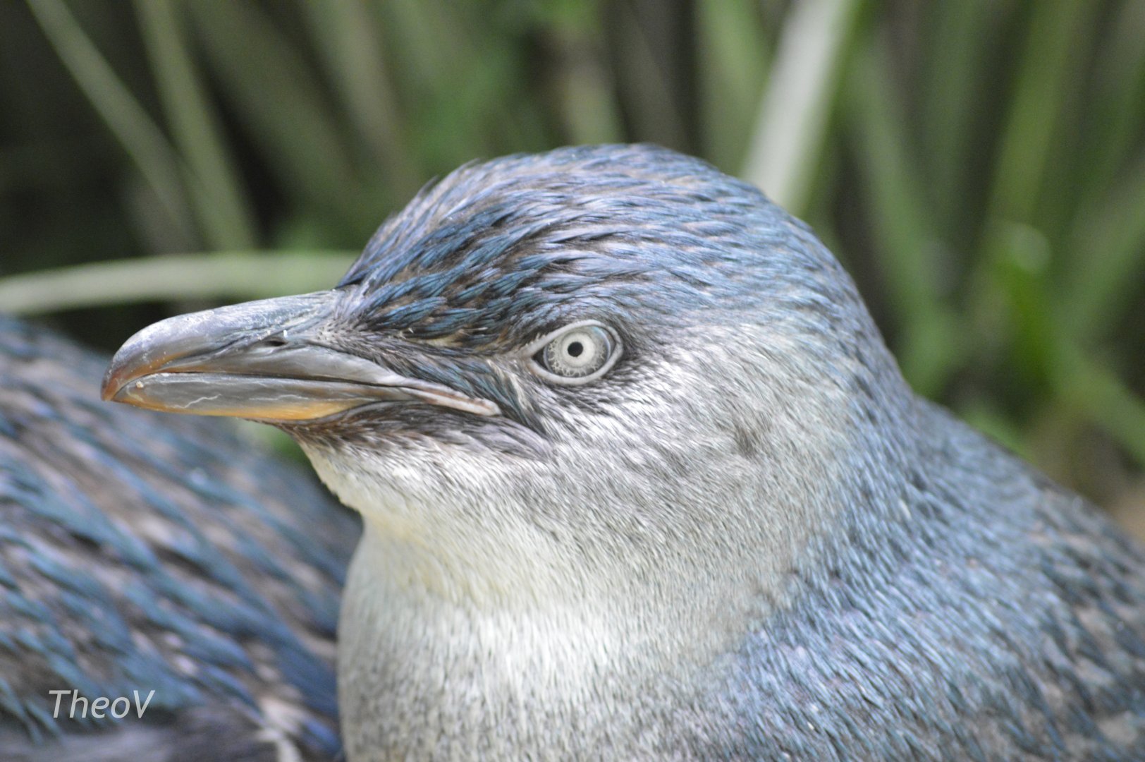 Little Penguin - Aquatic Bird House [2017]