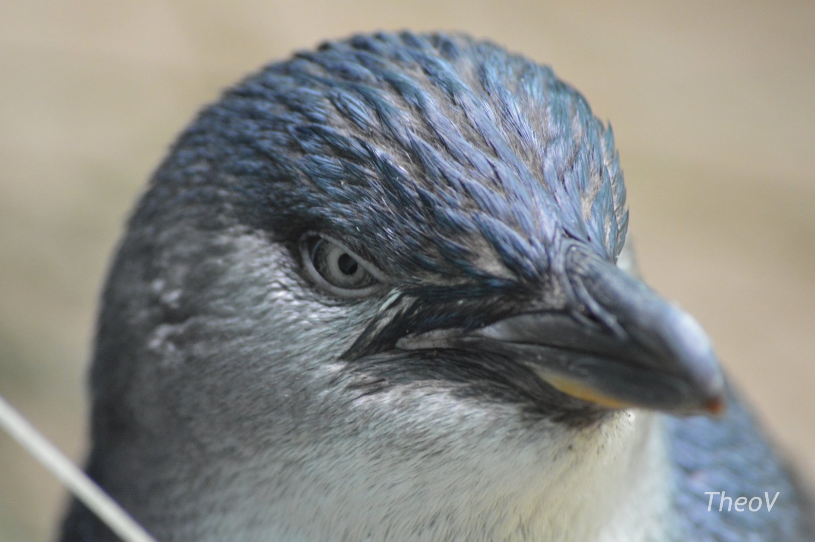 Little Penguin - Aquatic Bird House [2017]