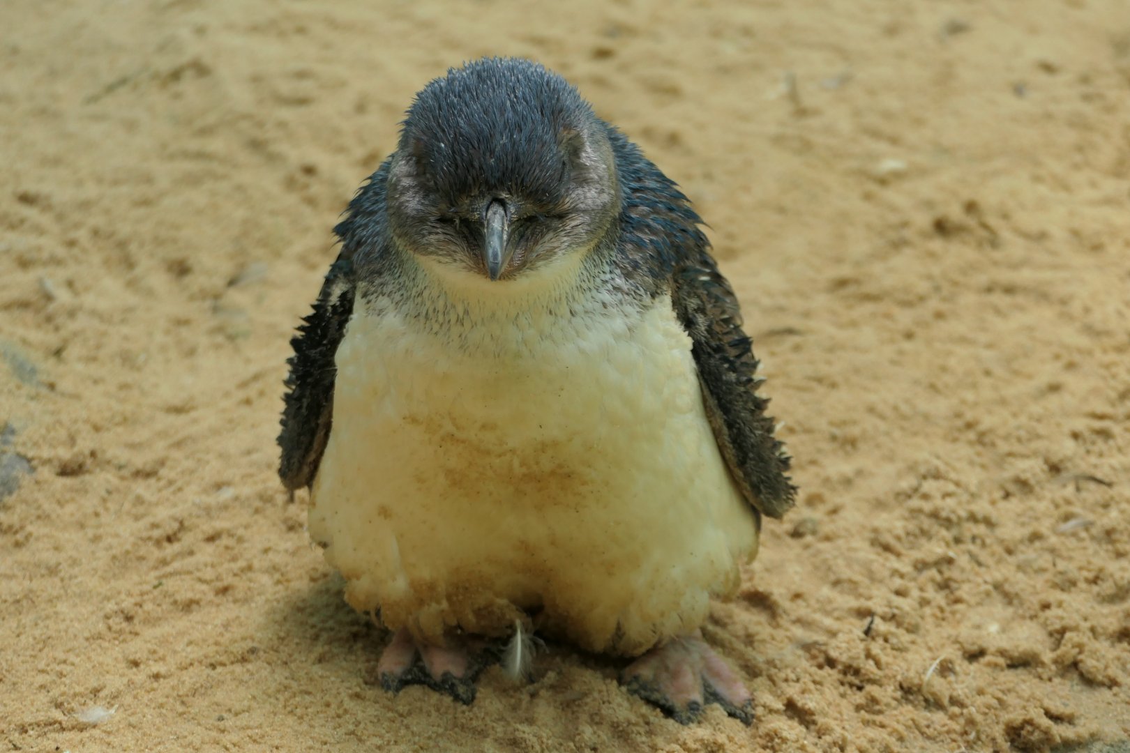 Little Penguin - Aquatic Bird House