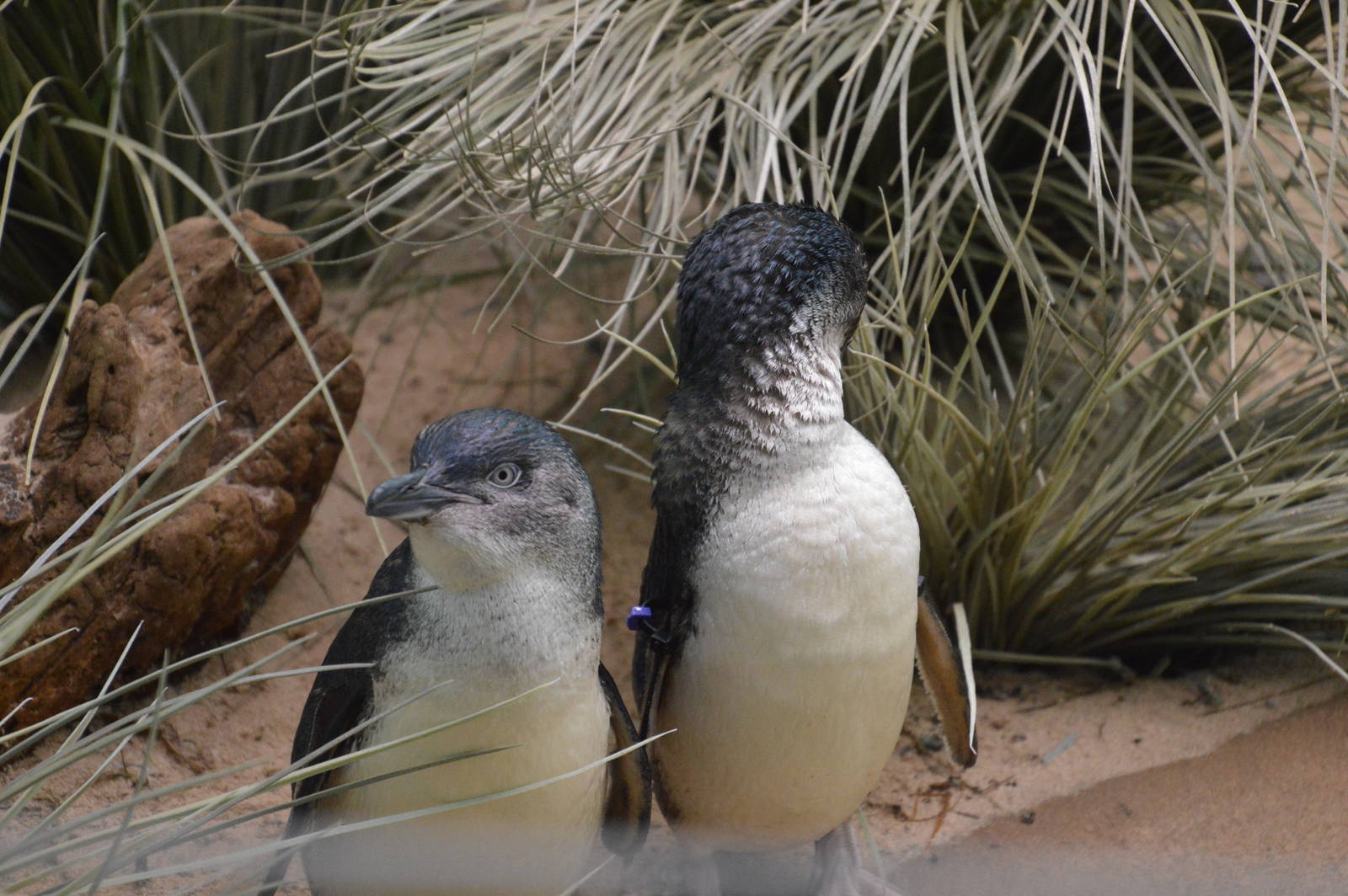 Little Penguin - Aquatic Birds House 031215