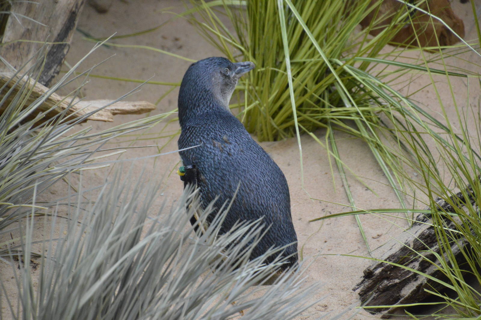 Little Penguin - Aquatic Birds House 031215