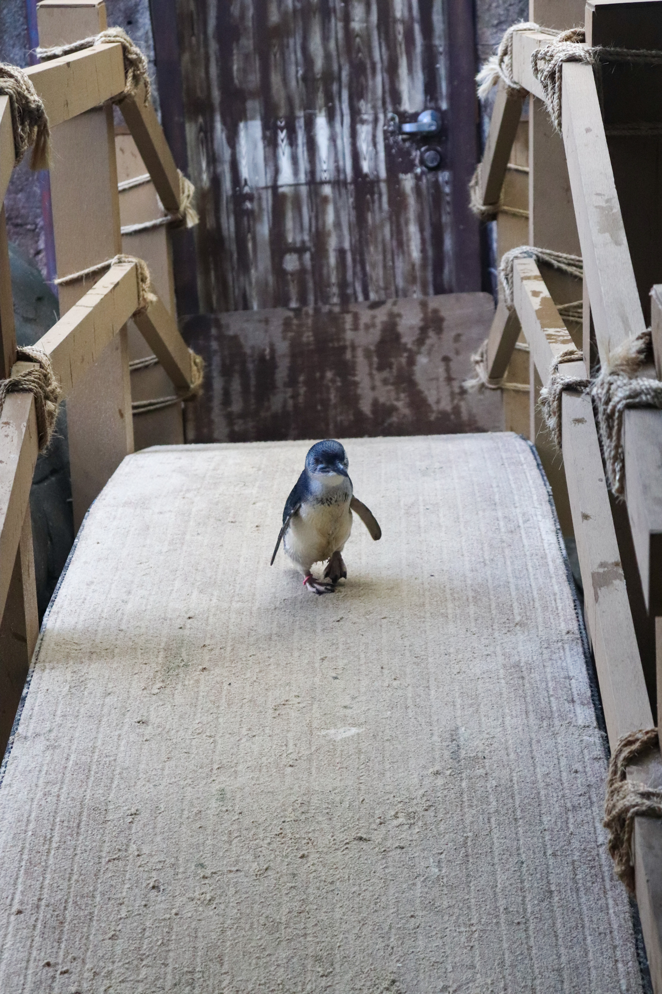 Little Penguin Bridge