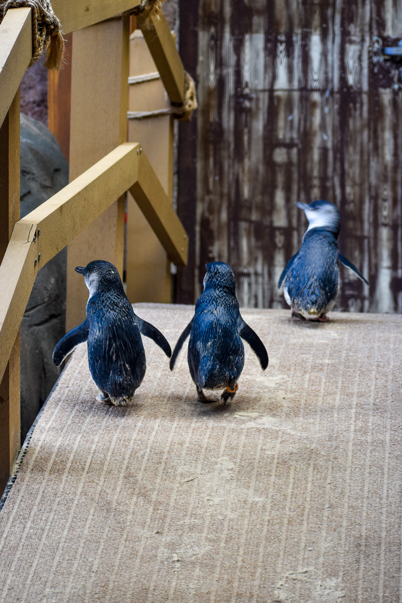 Little Penguin Bridge