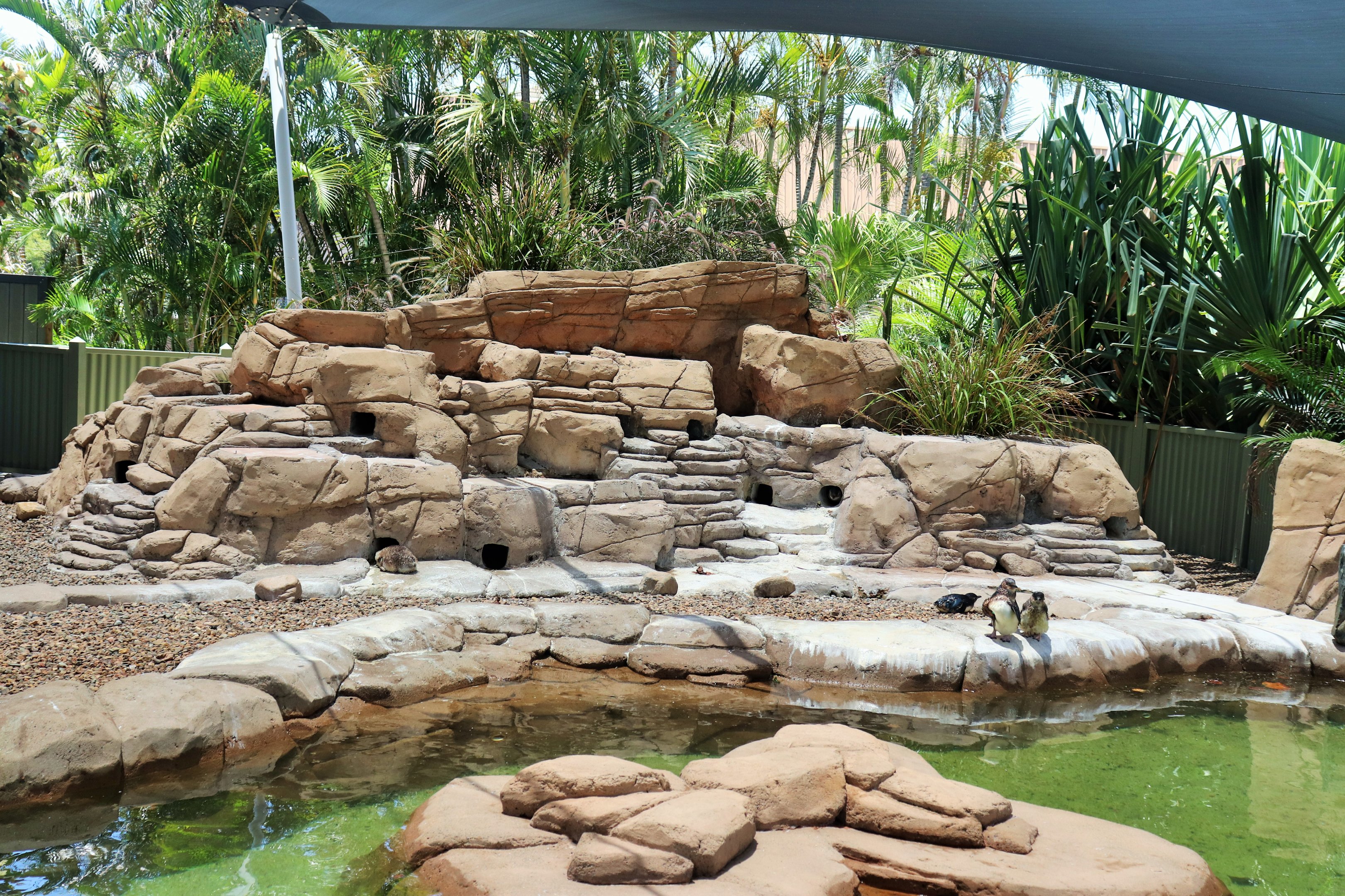 Little Penguin Burrows