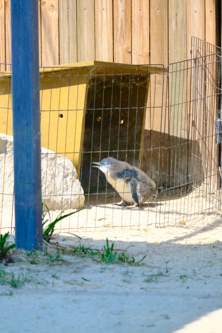 Little Penguin Chick -Darling Downs Zoo