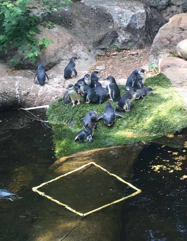 Little Penguin Colony | Cincinnati Zoo