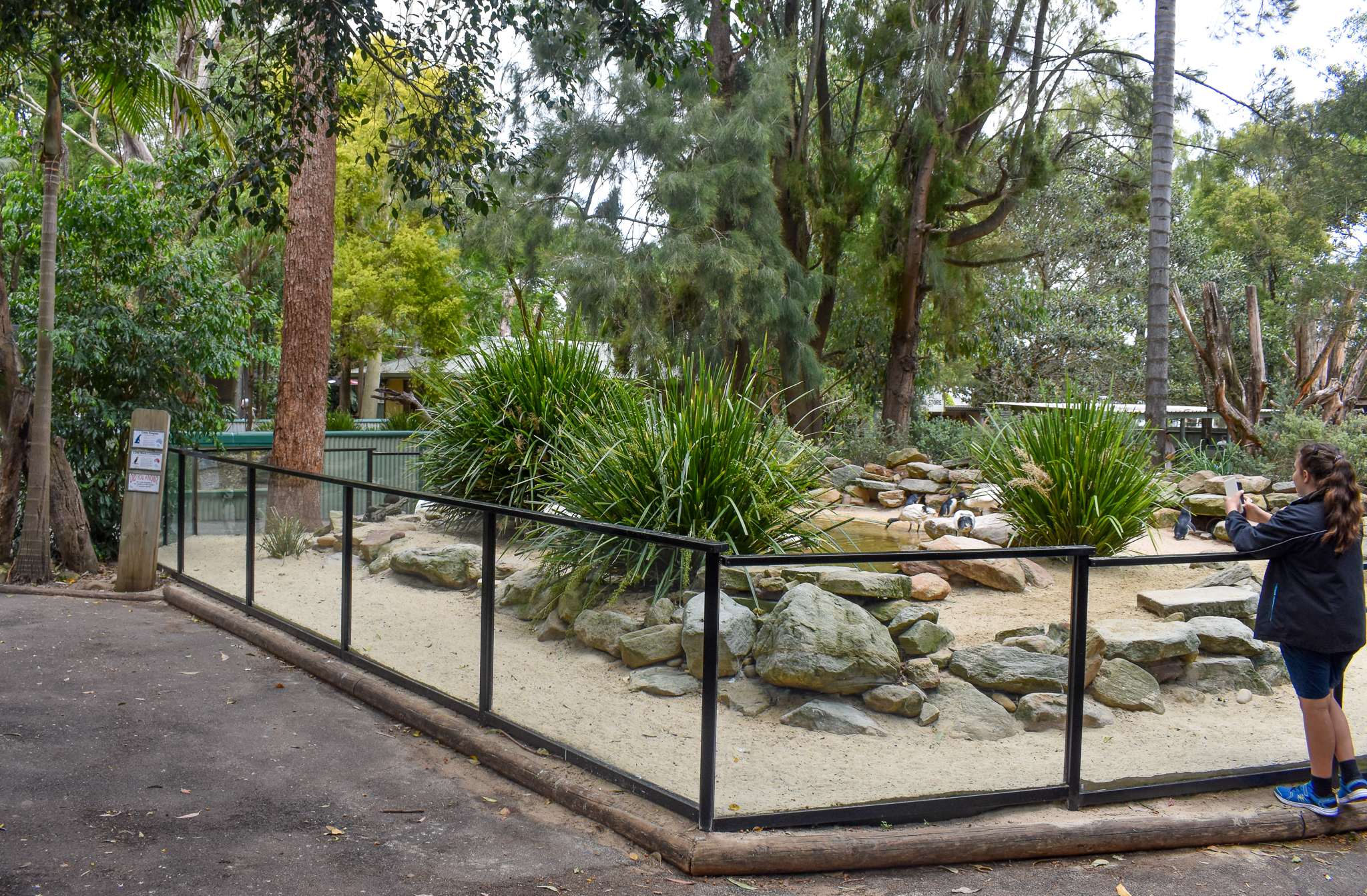 Little Penguin/Cormorant Enclosure