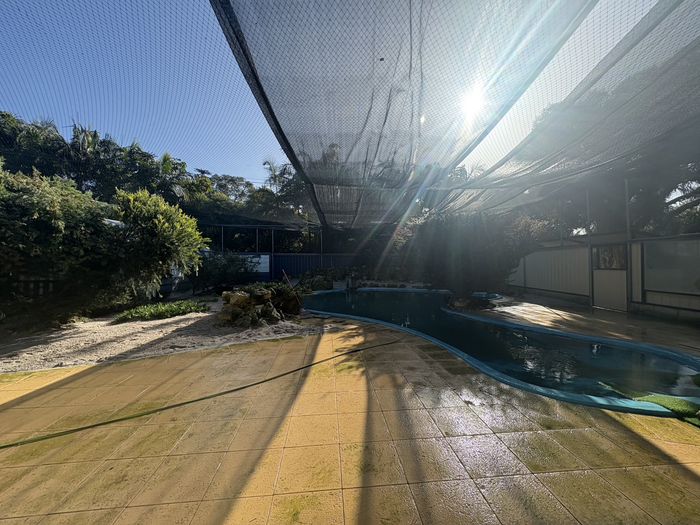 Little Penguin enclosure - July 2025