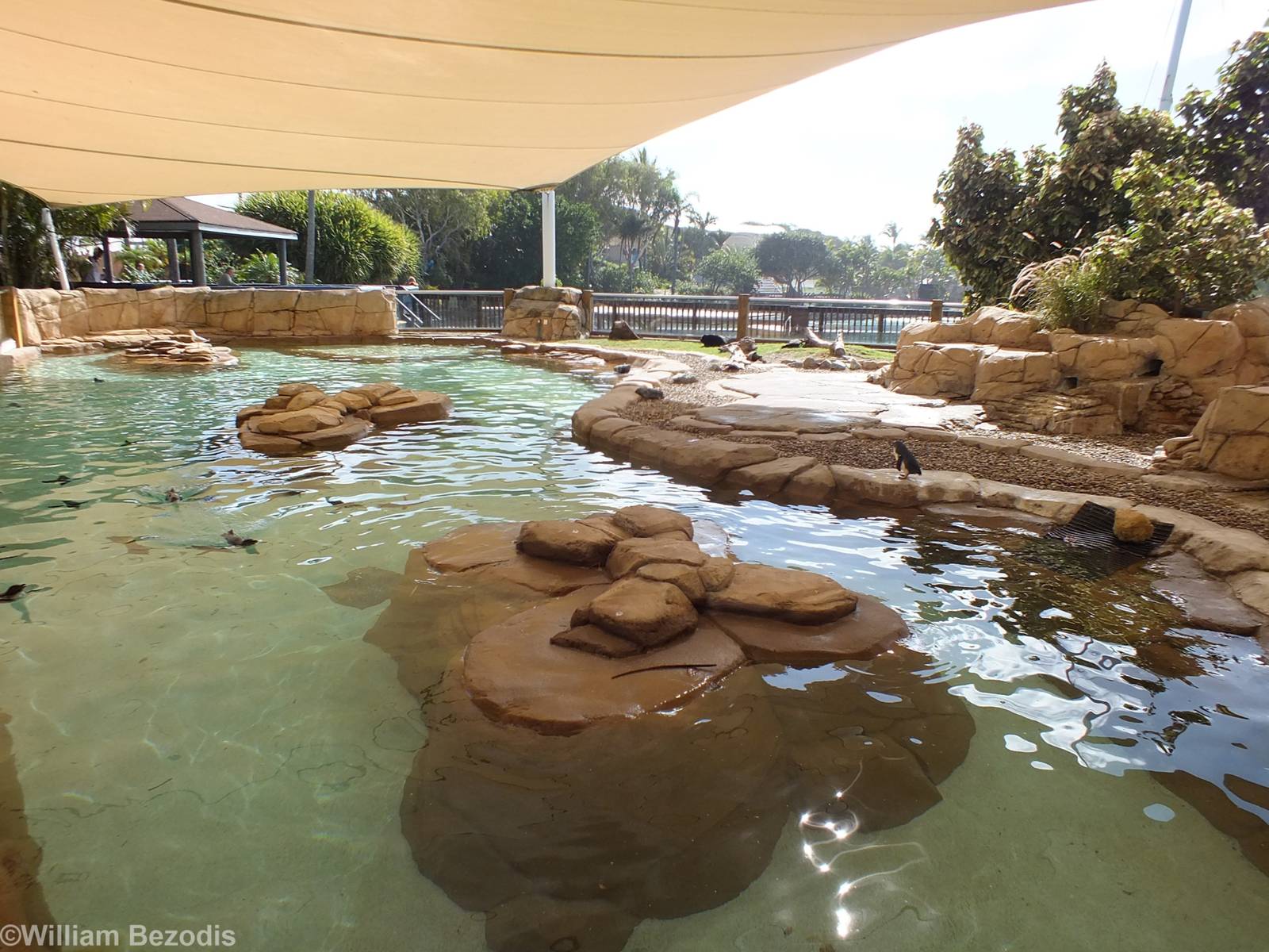 Little Penguin Enclosure