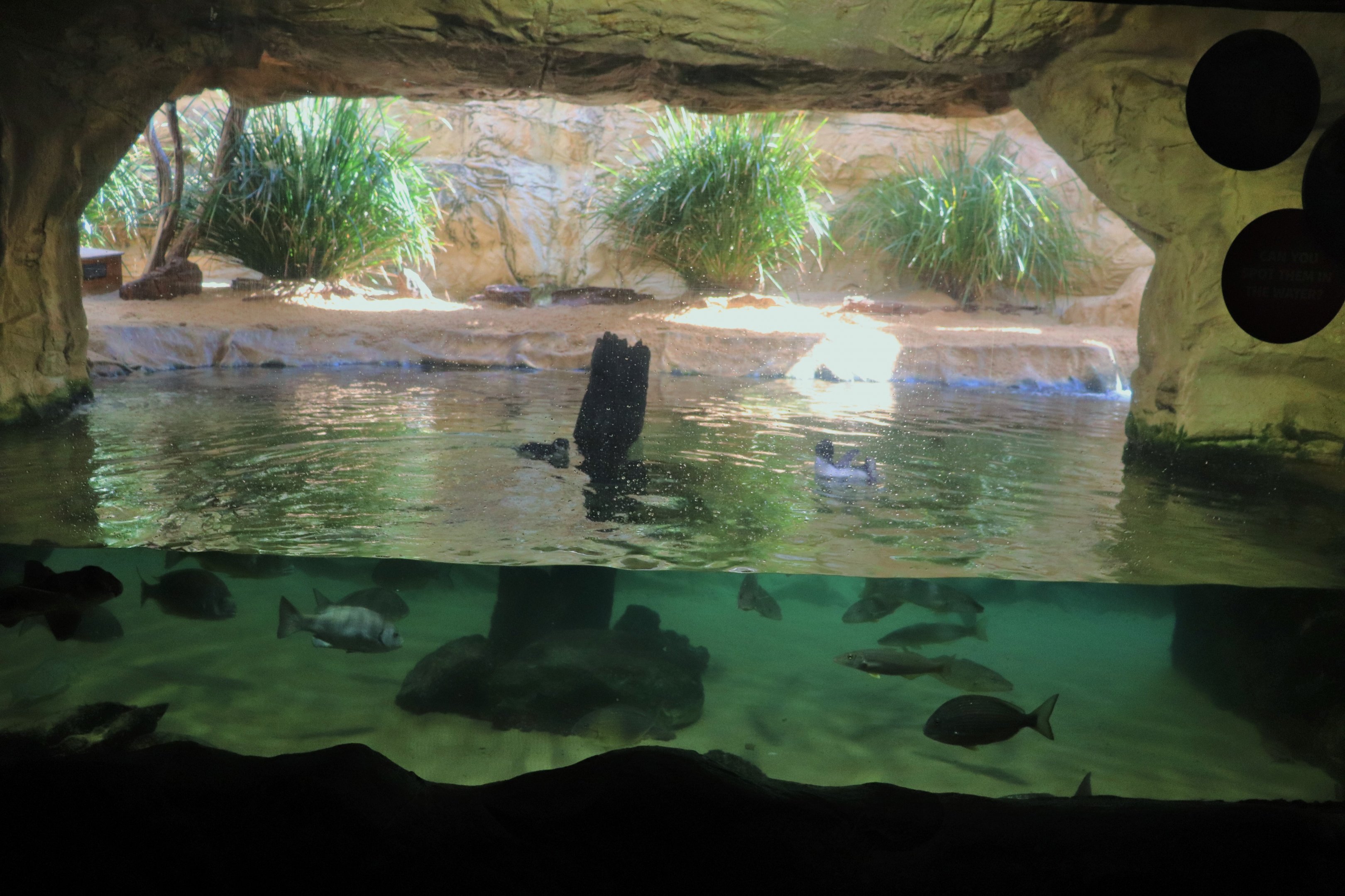 Little Penguin Enclosure