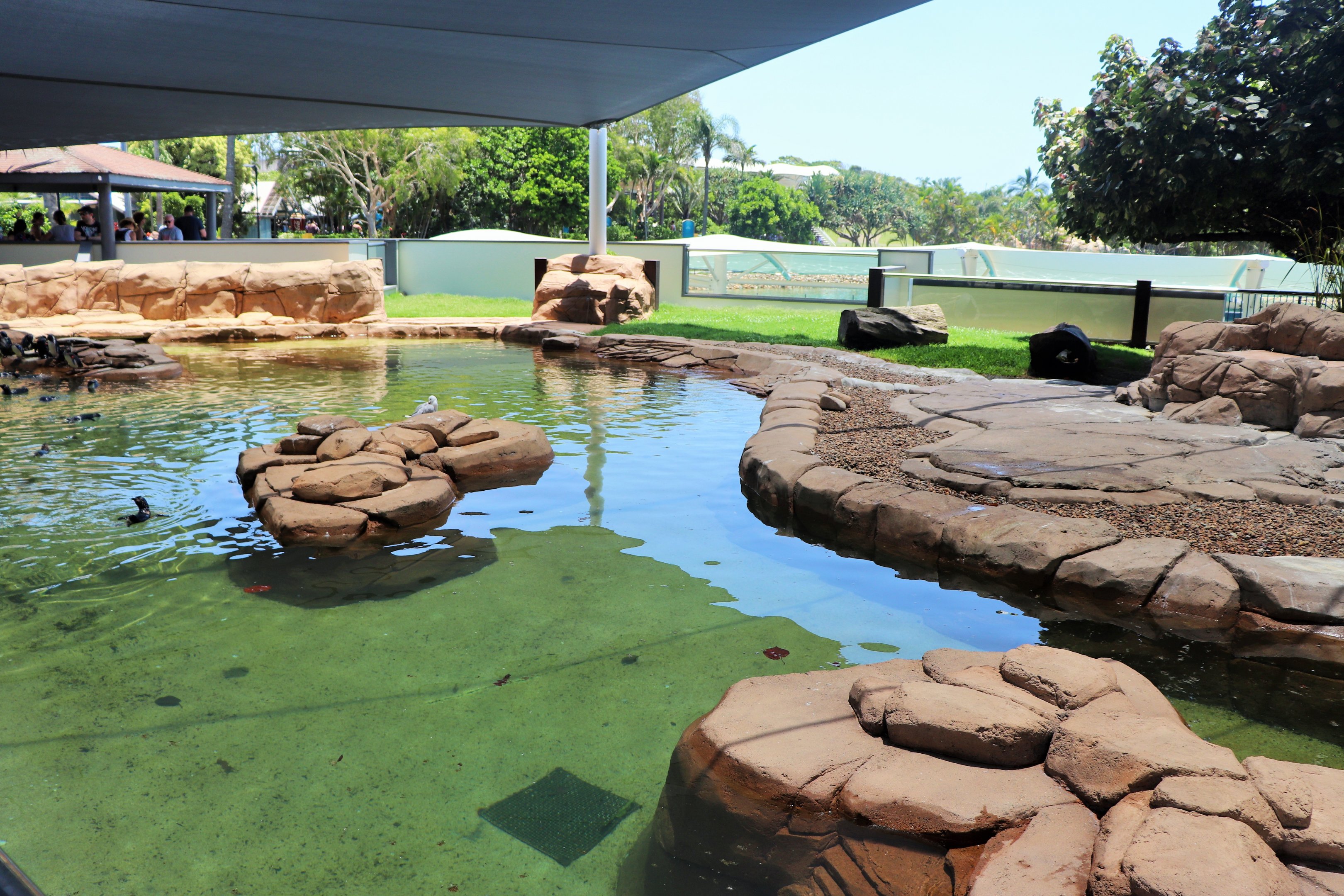 Little Penguin Enclosure