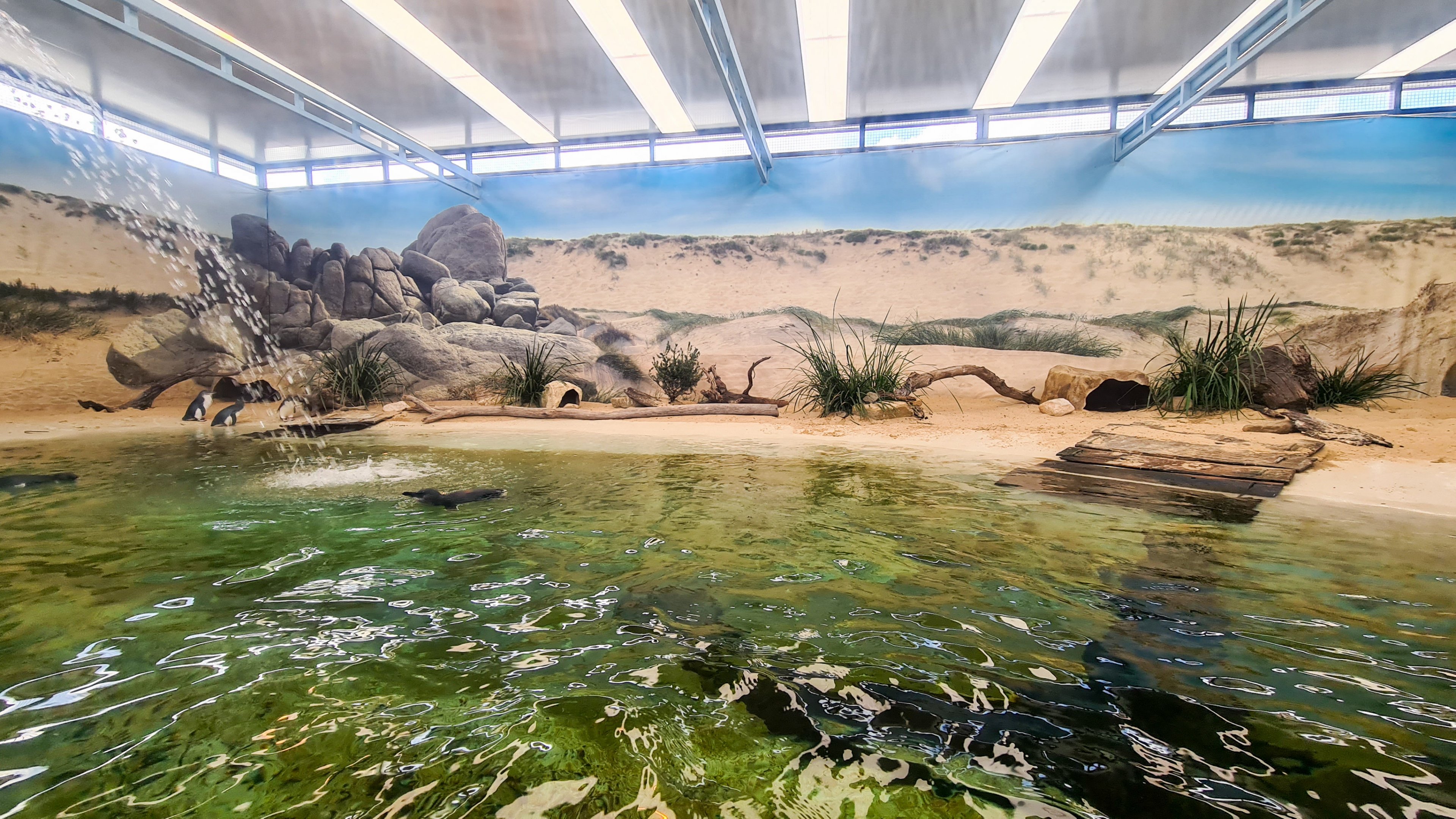 Little penguin enclosure