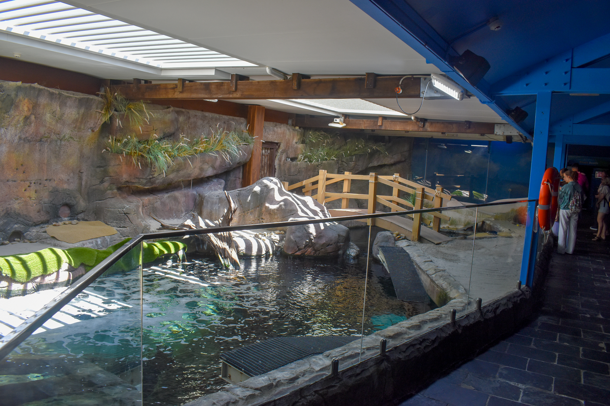 Little Penguin enclosure