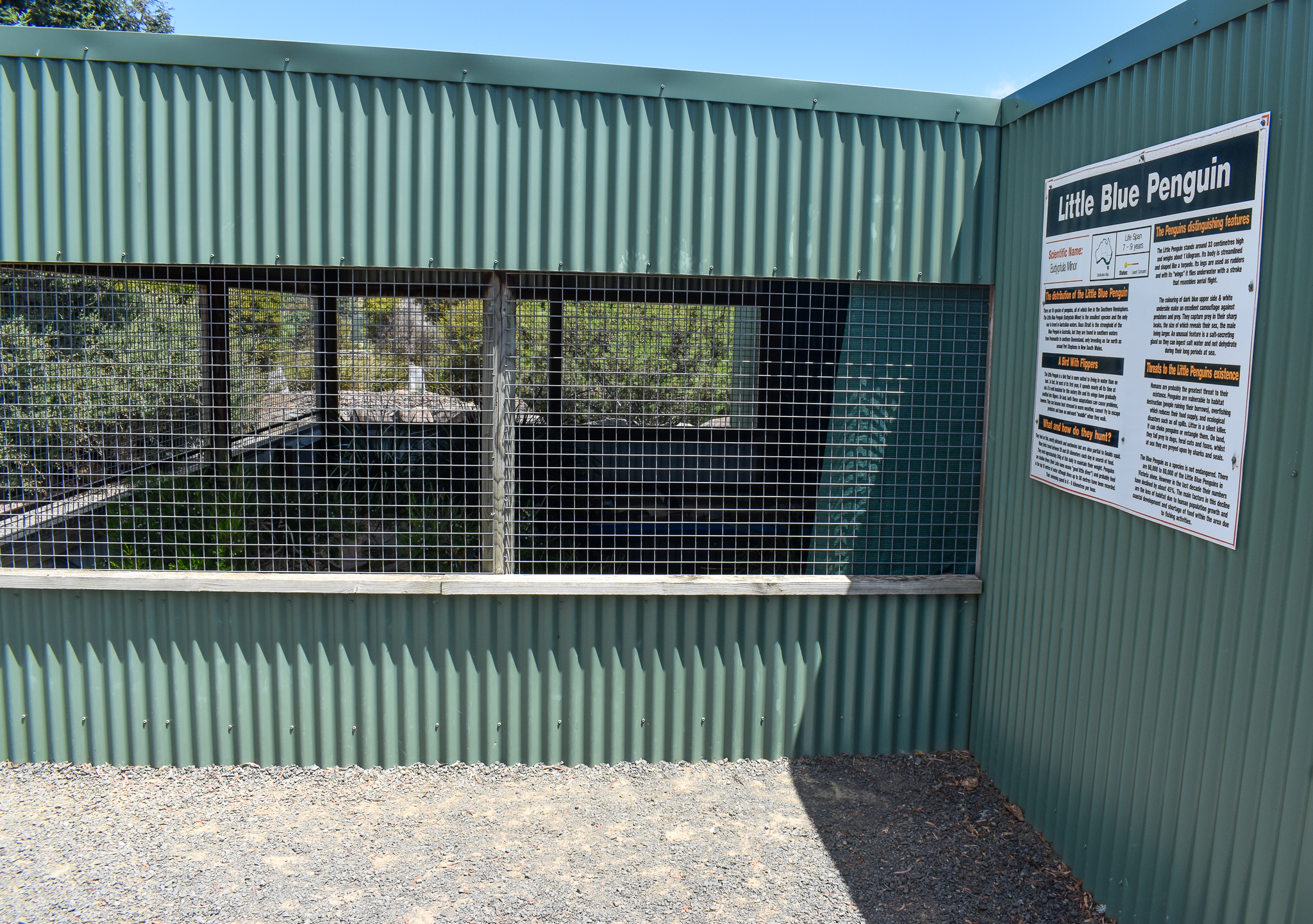 Little Penguin enclosure