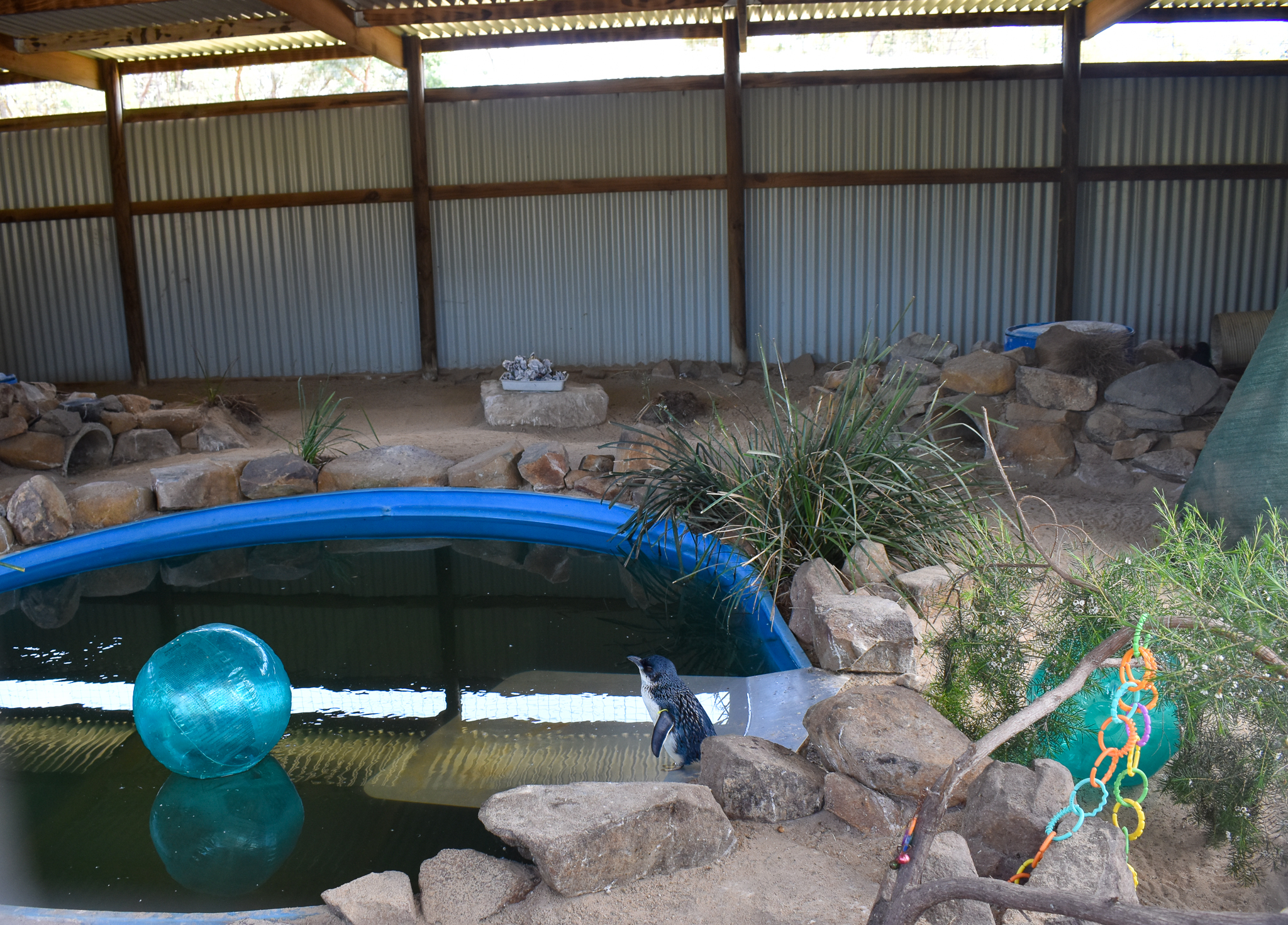 Little Penguin enclosure