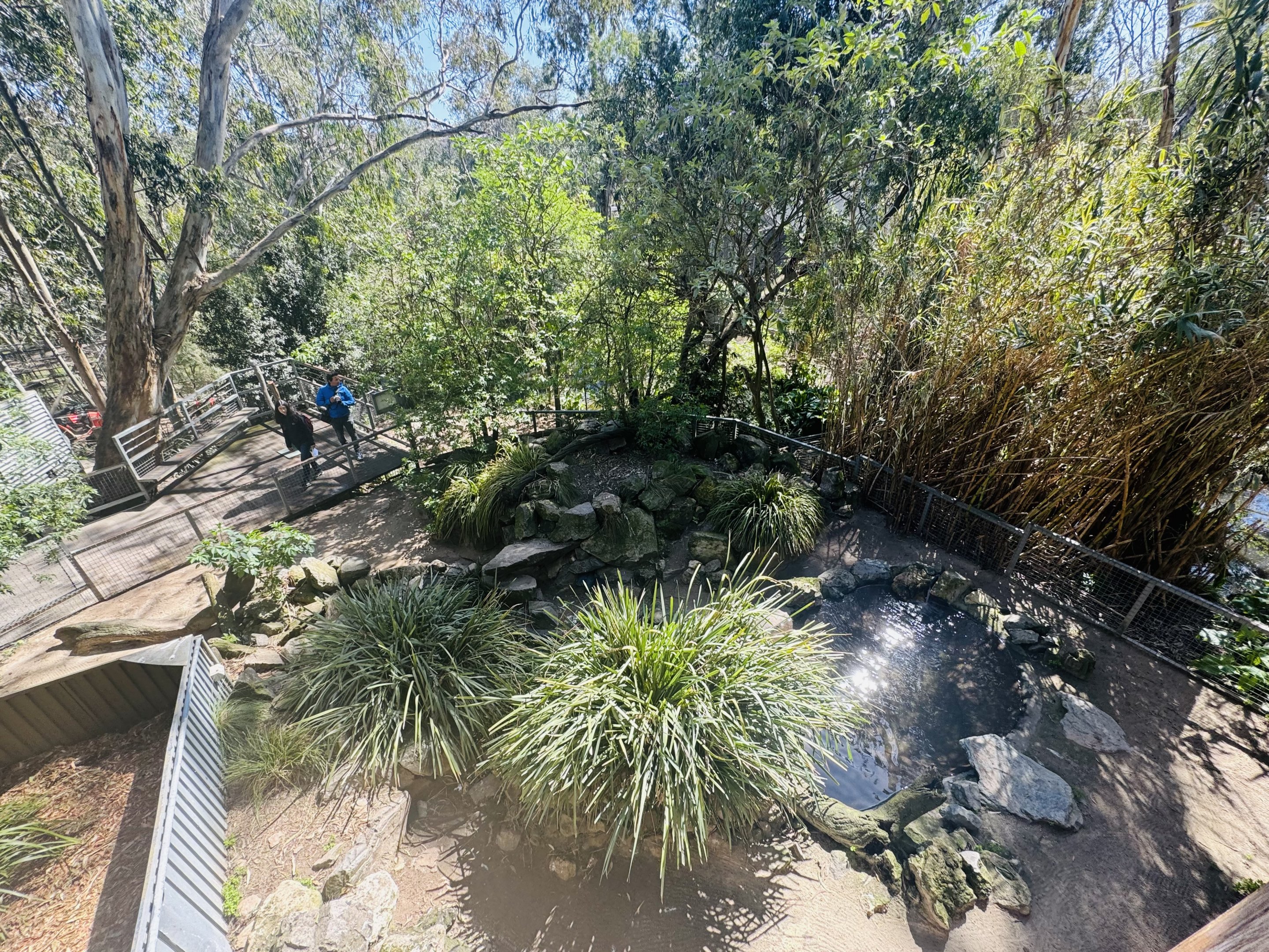 Little penguin enclosure