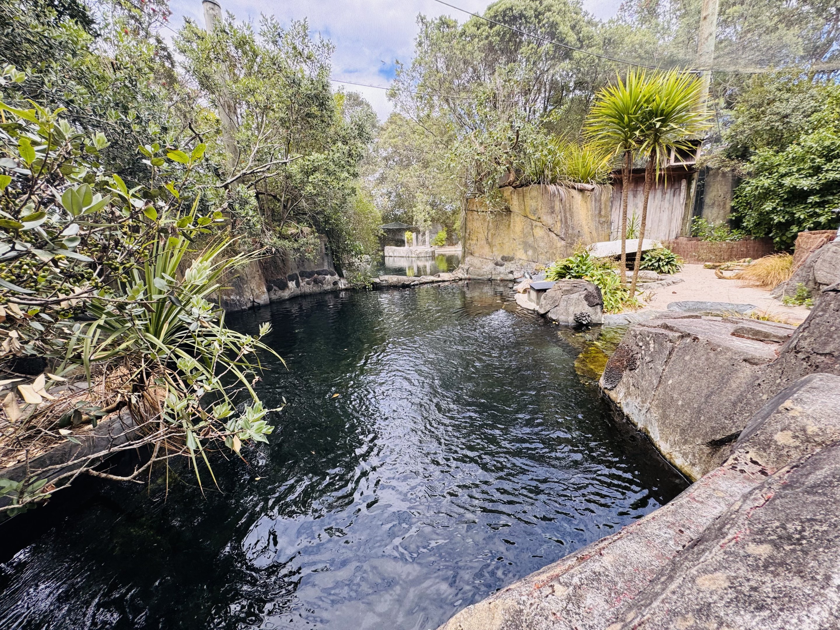 Little penguin enclosure