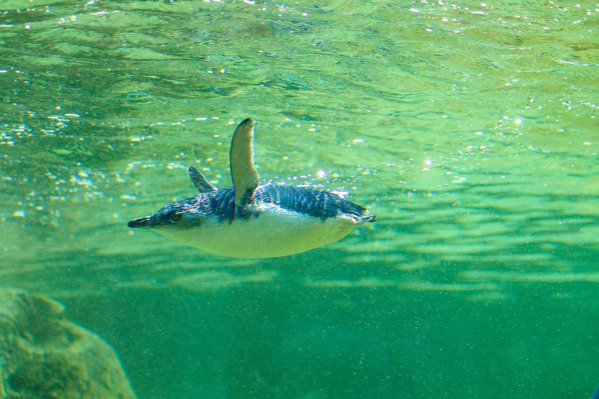 Little Penguin (Eudyptula minor) - December 2019