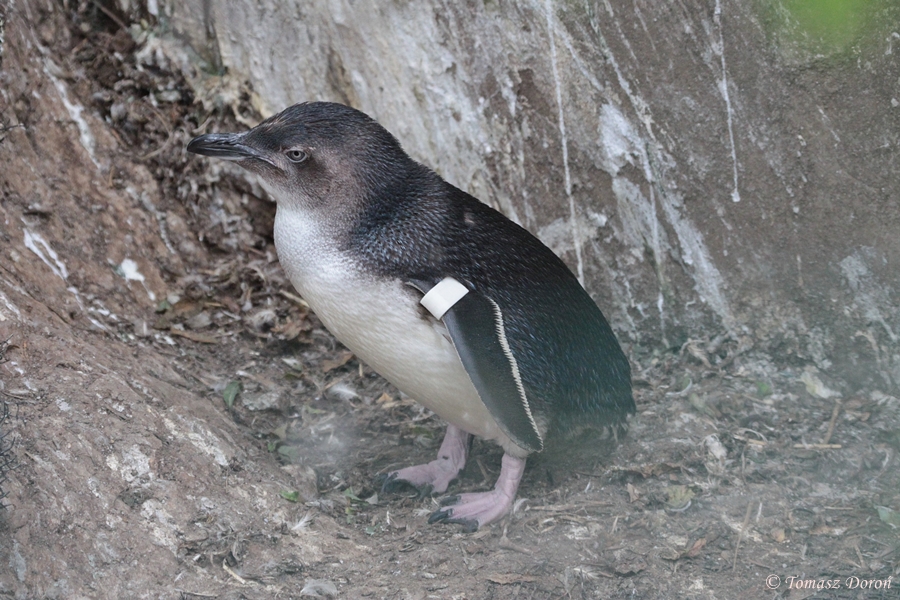 Little Penguin (Eudyptula minor novaehollandiae) July 2009