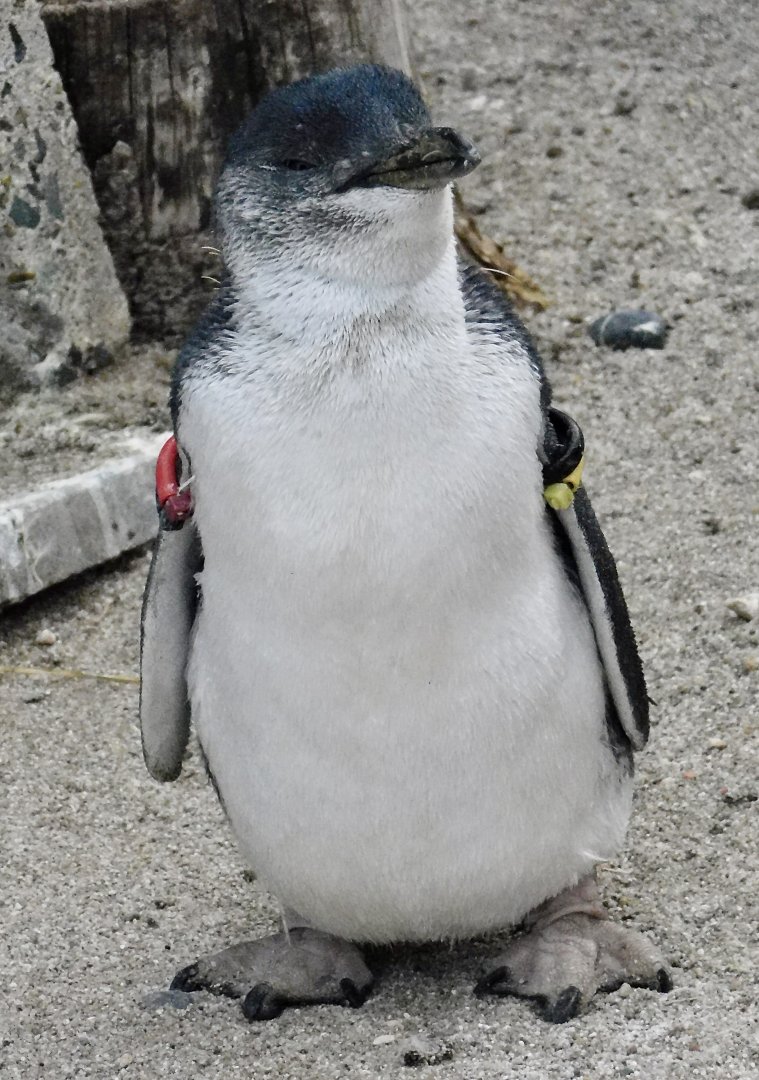 Little Penguin (Eudyptula minor) November 8, 2025