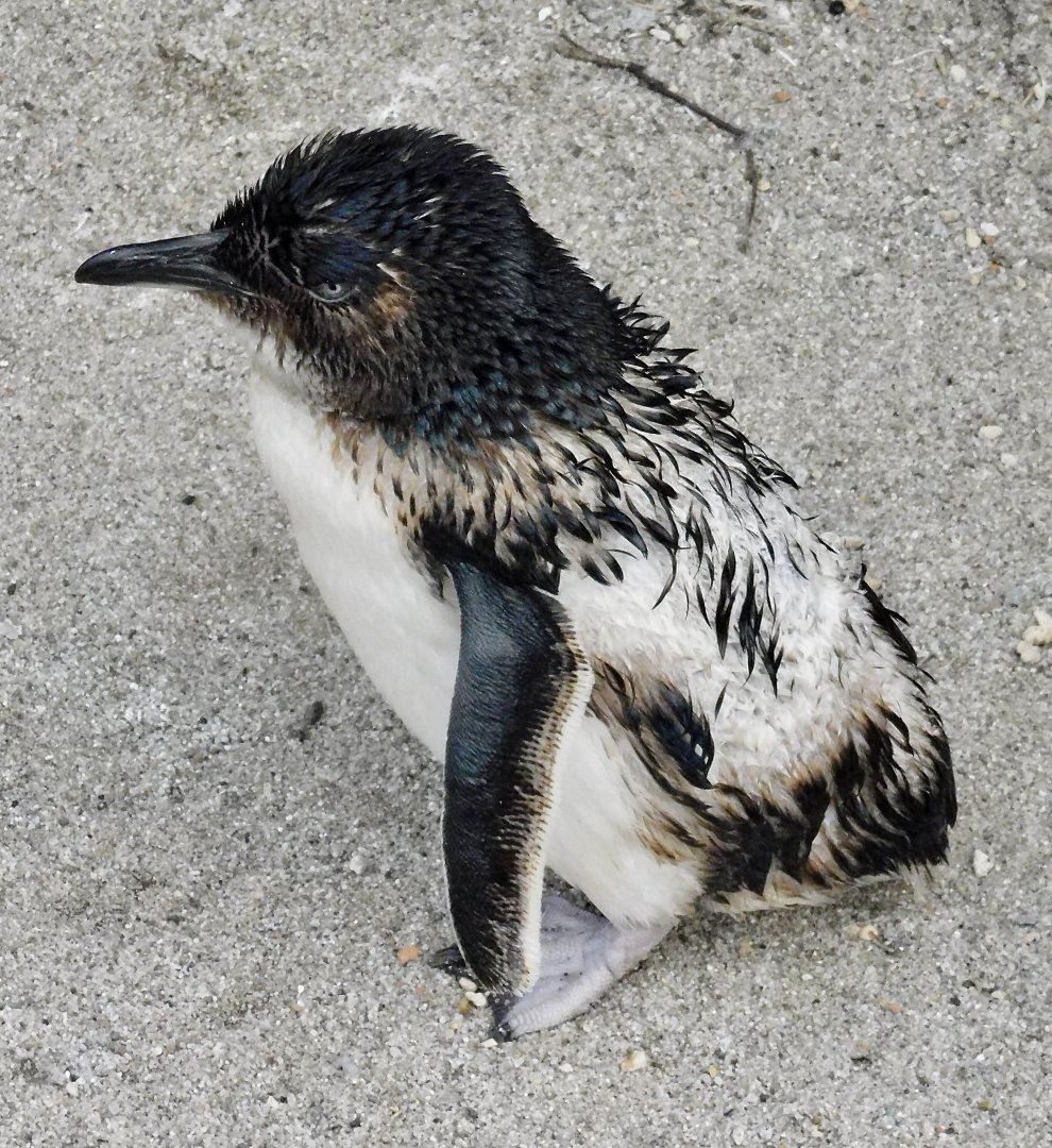 Little Penguin (Eudyptula minor) November 8, 2025