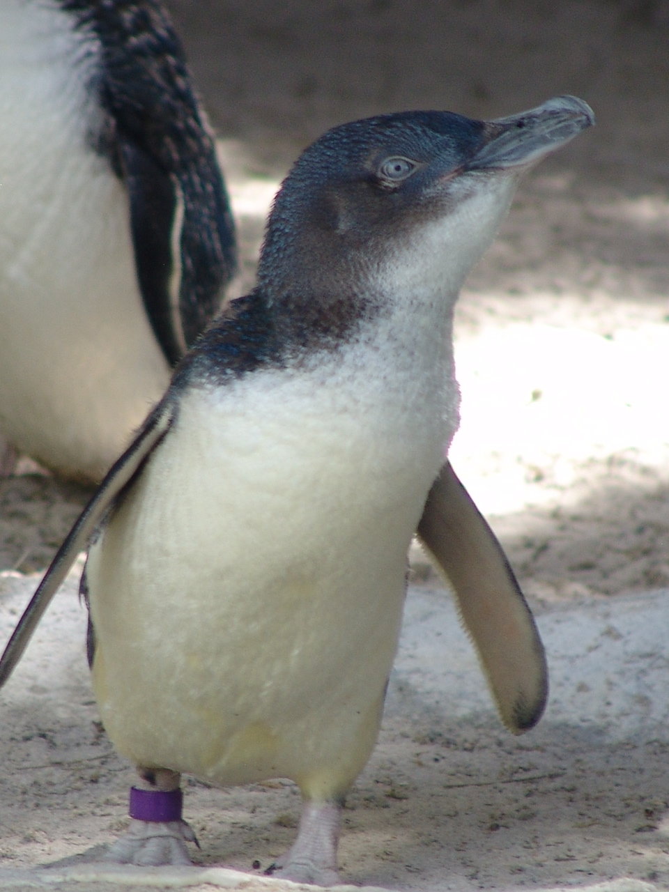 Little Penguin (Eudyptula minor)