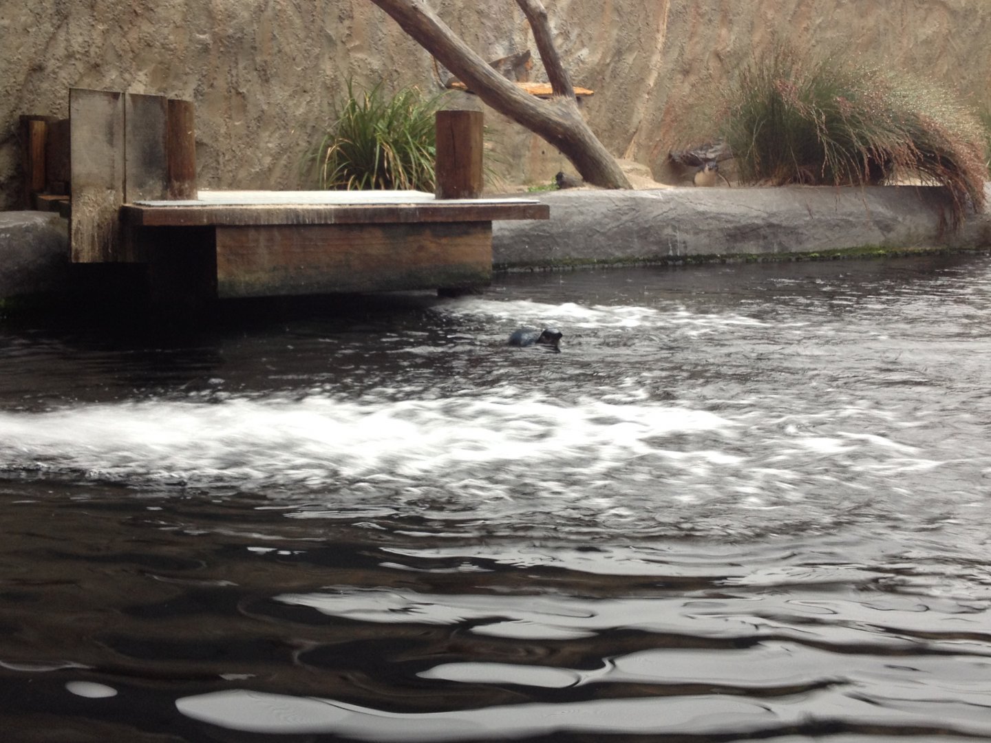 Little Penguin (Eudyptula minor)