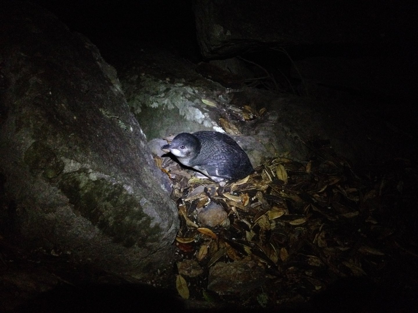 Little Penguin (Eudyptula minor)