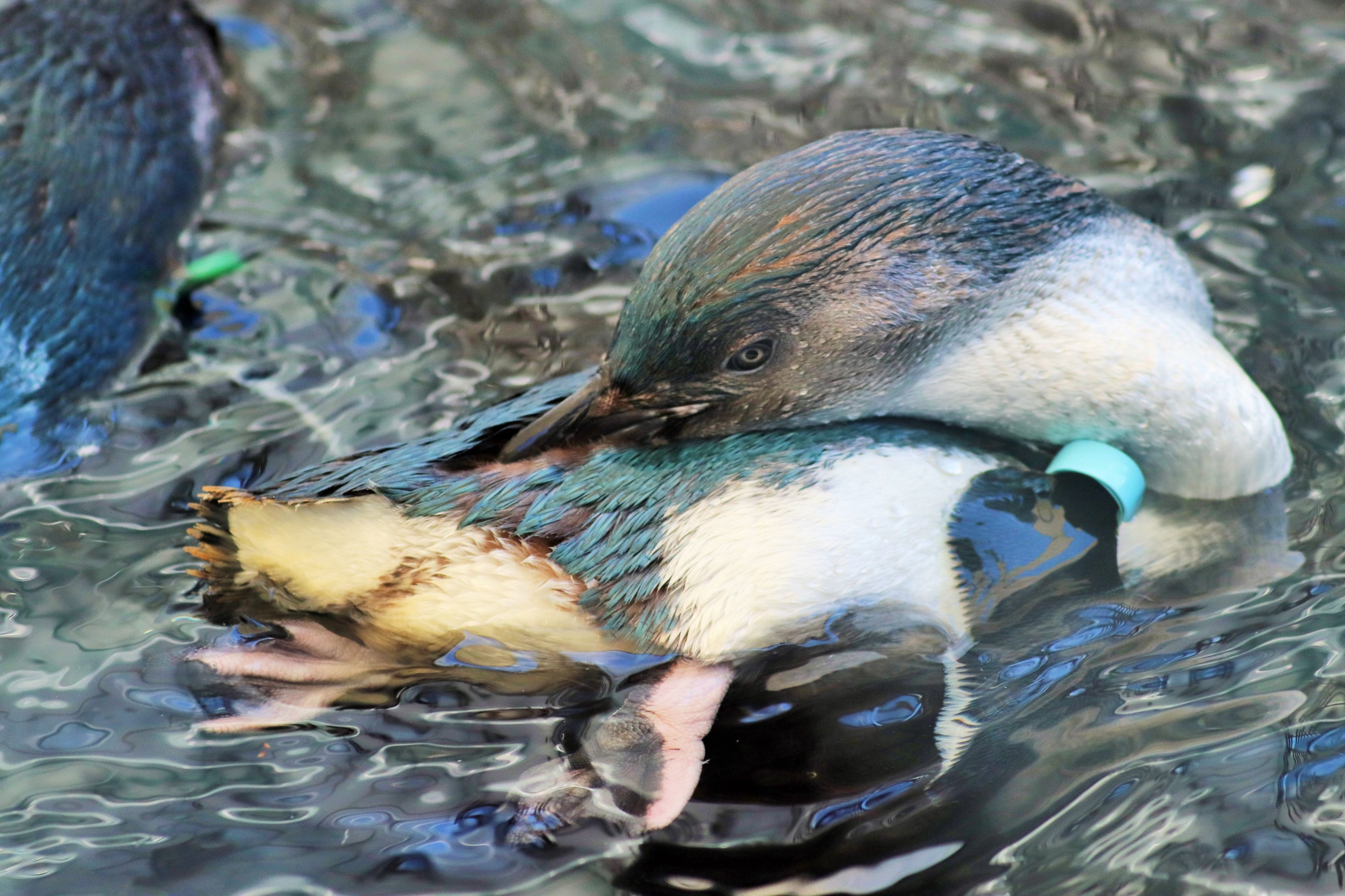 Little Penguin (Eudyptula minor)