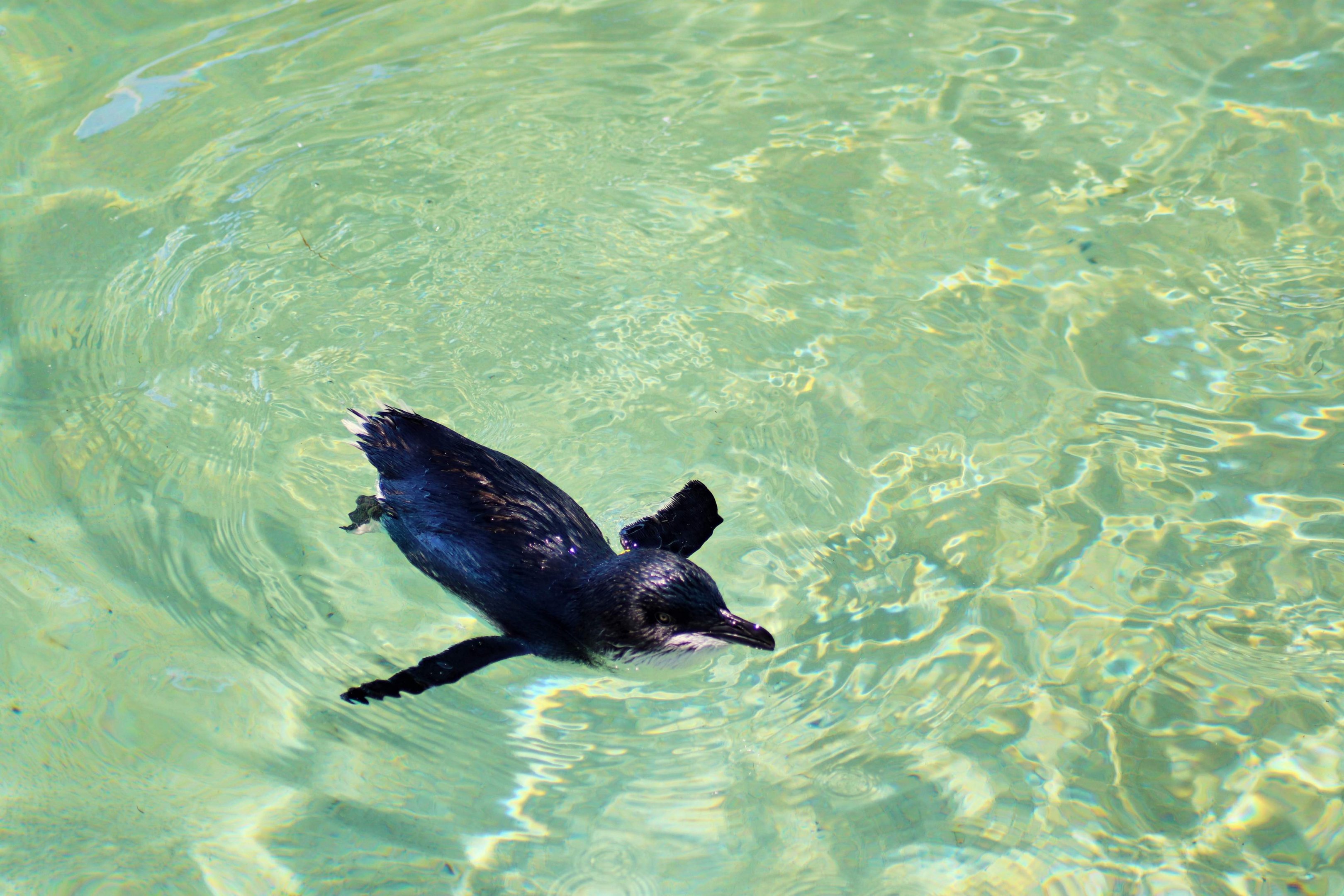 Little Penguin (Eudyptula minor)