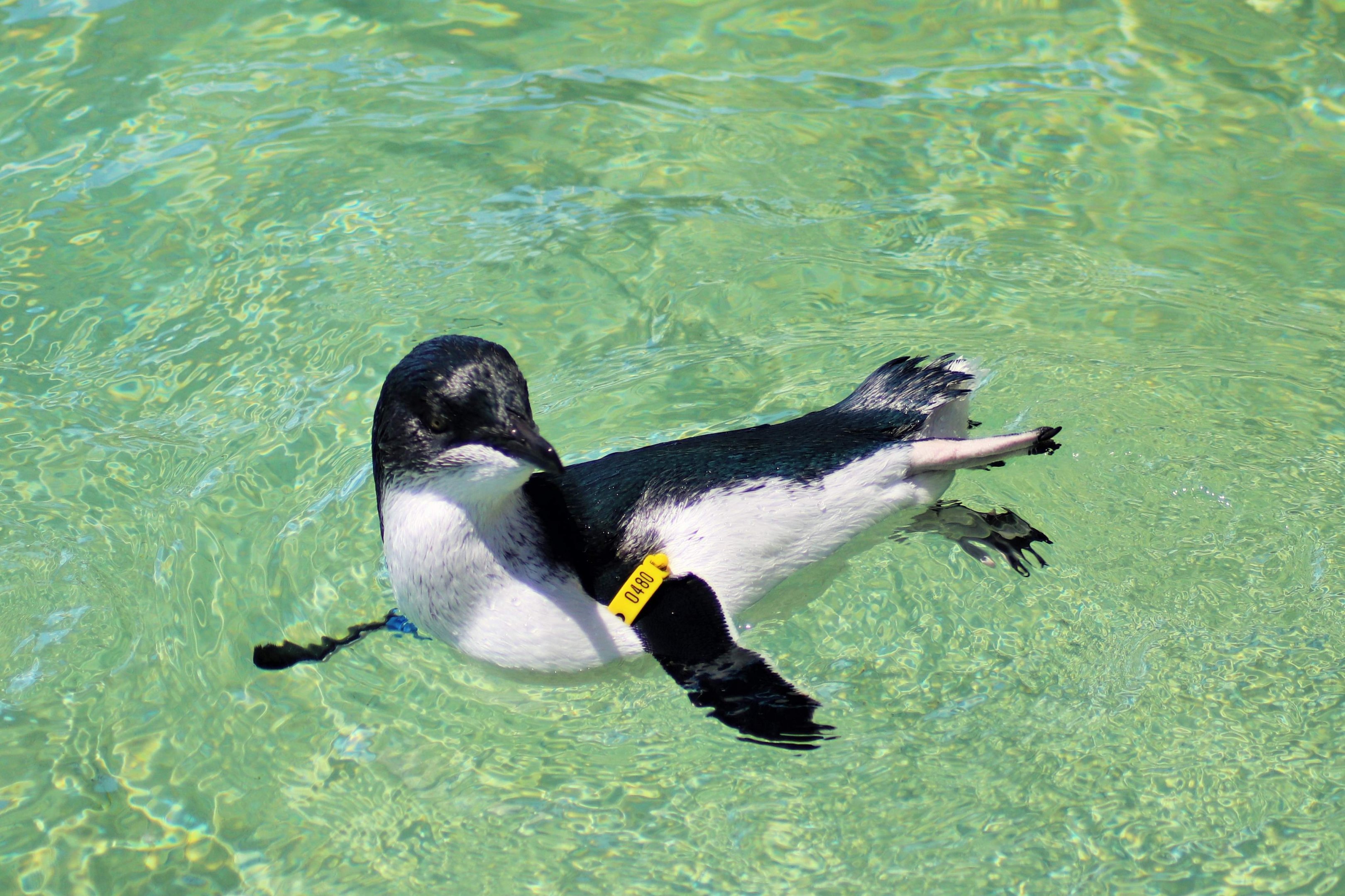 Little Penguin (Eudyptula minor)